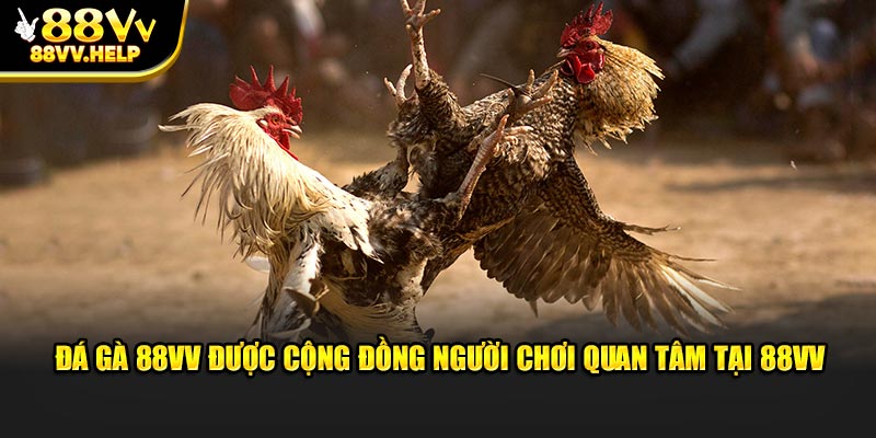 Đá gà 88VV được cộng đồng người chơi quan tâm tại 88VV