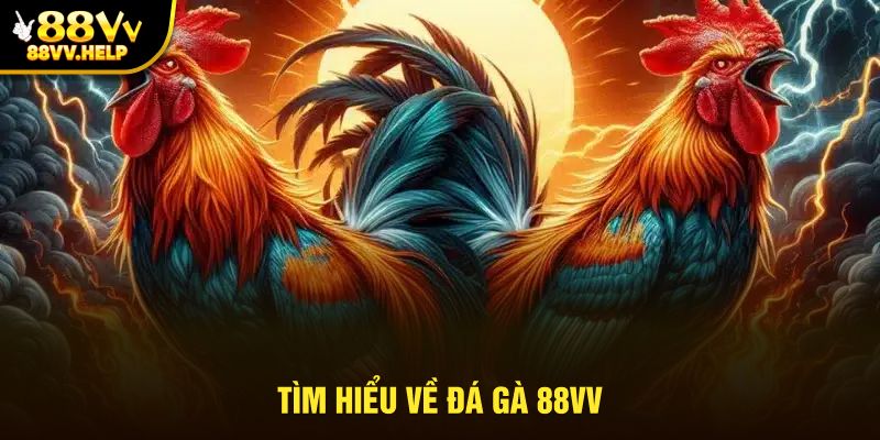 Tìm hiểu về đá gà 88VV